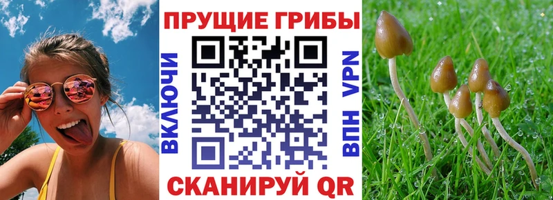 гидра как войти  Кашира  Галлюциногенные грибы мицелий  что такое наркотик 